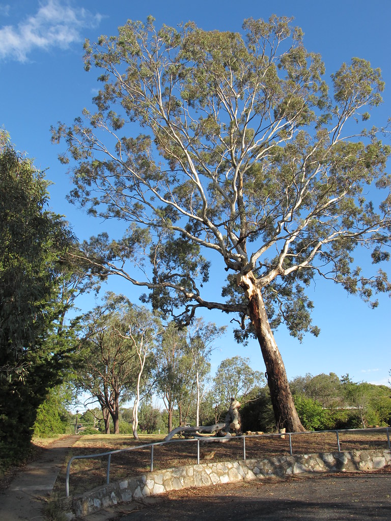 Up a gum tree - phrase meaning and origin